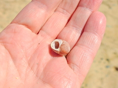 Littorina obtusata