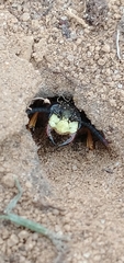 Philanthus triangulum