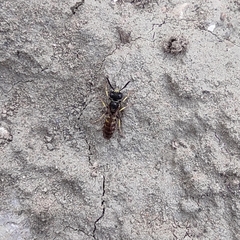 Philanthus triangulum