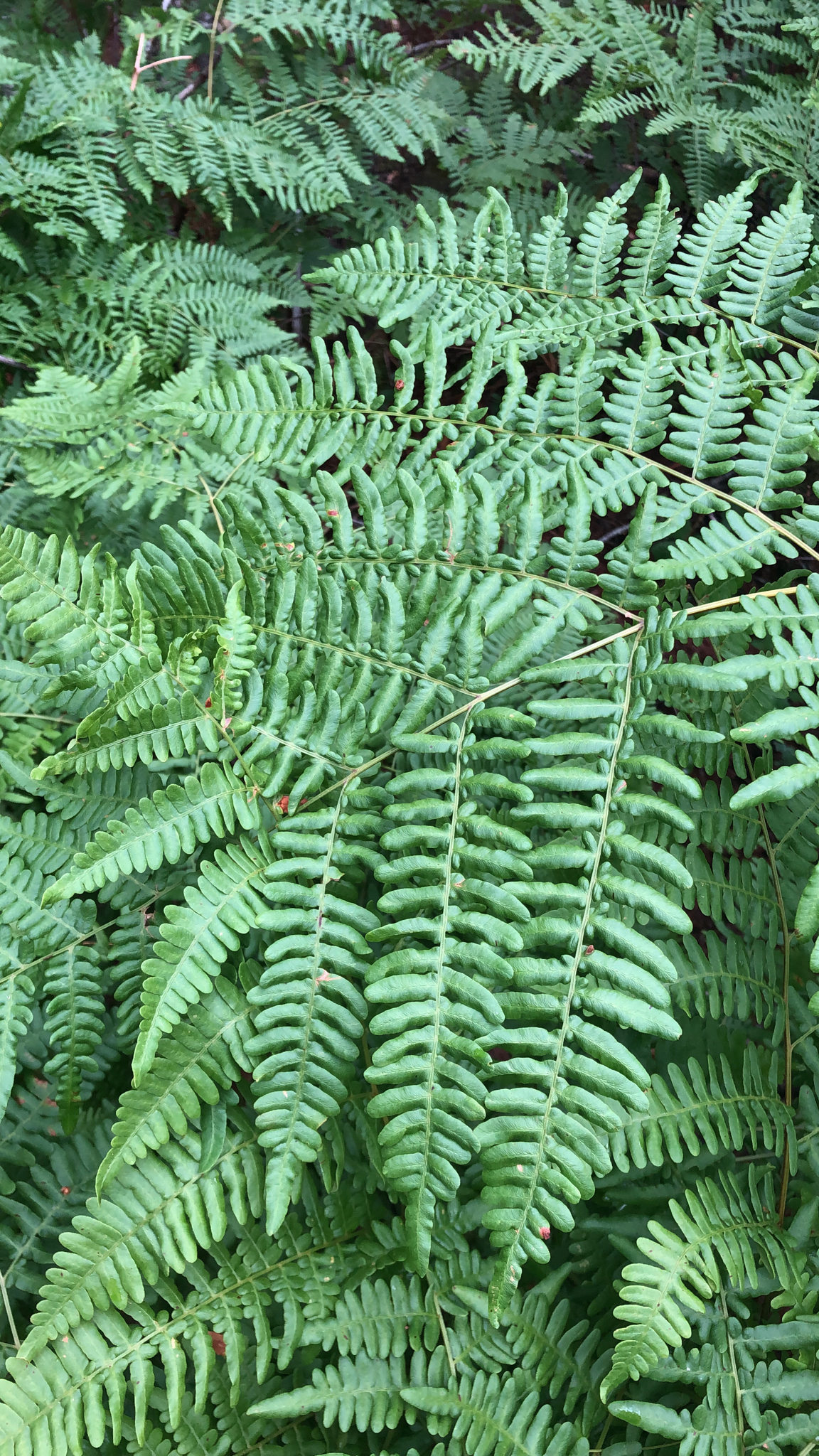 Dennstaedtiaceae