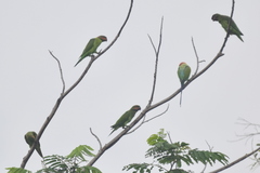 Psittacula longicauda