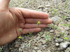 Rigiopappus leptocladus