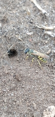 Philanthus triangulum