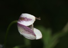 Eriocapitella rivularis