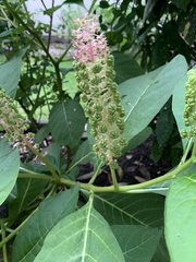 Phytolacca acinosa