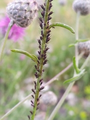 Myzus cerasi