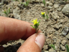 Rigiopappus leptocladus