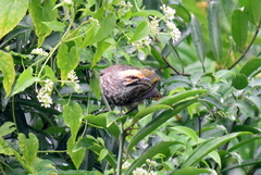 Pycnonotus zeylanicus