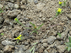 Rigiopappus leptocladus