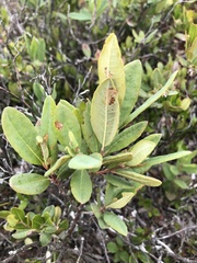 Rhododendron canadense