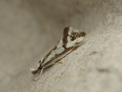 Orthiastis hyperocha