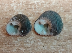 Clanculus corallinus