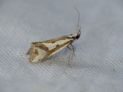 Orthiastis hyperocha