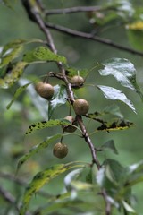 Pyrus pashia