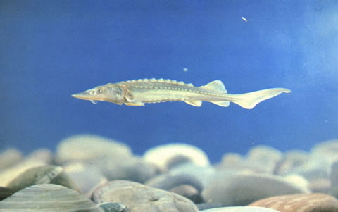 Yangtze Sturgeon (Sinosturio dabryanus) · iNaturalist