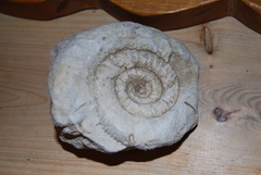 Ammonoidea