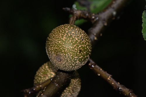 Pyrus pashia (Pyrus pashia)