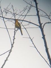 Icterus mesomelas