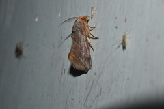 Oraesia emarginata