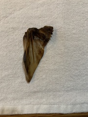 Cynoscion nebulosus