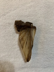 Cynoscion nebulosus