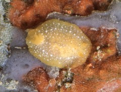 Doriopsilla rowena image