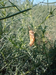 Melanoplus packardii