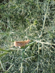 Melanoplus packardii