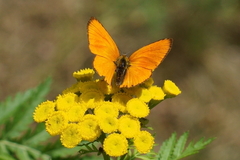 Lycaena virgaureae
