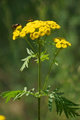 Tanacetum vulgare