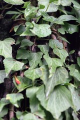 Hedera nepalensis