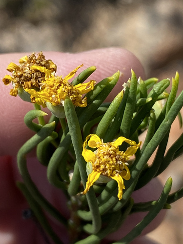 Rocky Resinbush (Euryops brevipapposus)