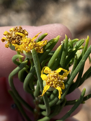 Euryops brevipapposus