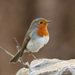 Tenerife Robin - Photo (c) Dave Curtis, some rights reserved (CC BY-NC-ND)