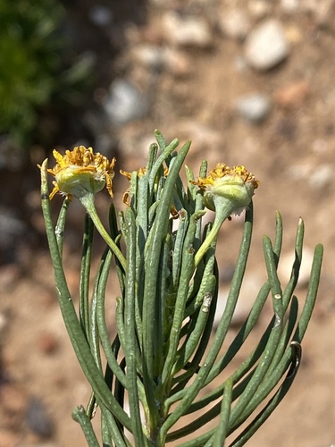 Euryops brevipapposus, photograph 2