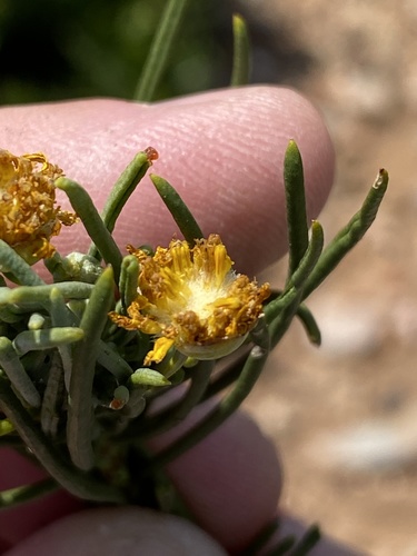 Euryops brevipapposus, photograph 3