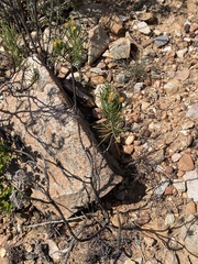 Euryops brevipapposus