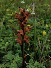 Orobanche caryophyllacea