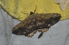 Ruttellerona cessaria