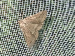 Lepidoptera