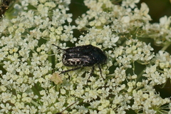Oxythyrea funesta