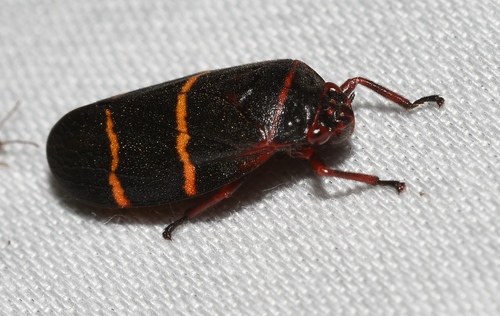 Two-lined spittlebug