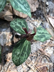 Trillium gracile
