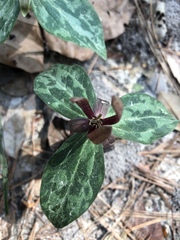 Trillium gracile