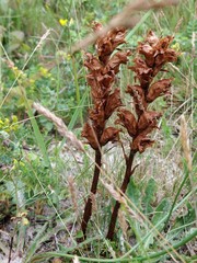 Orobanche caryophyllacea