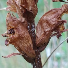 Orobanche caryophyllacea