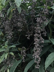 Lippia hirsuta