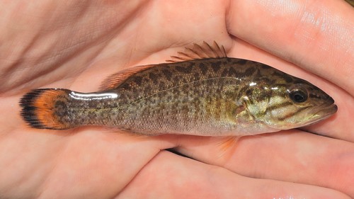 Smallmouth Bass
