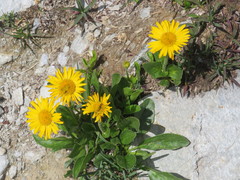 Doronicum clusii