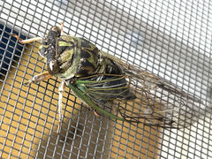 Neotibicen